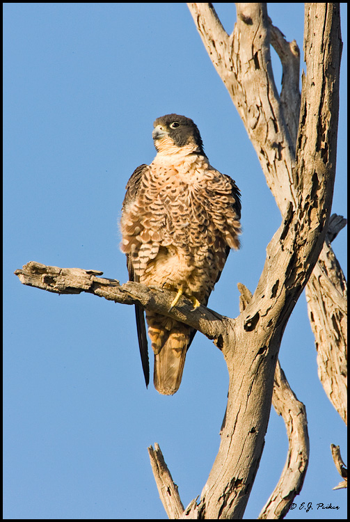 Peregrine Falcon, Huntington Beach, CA
