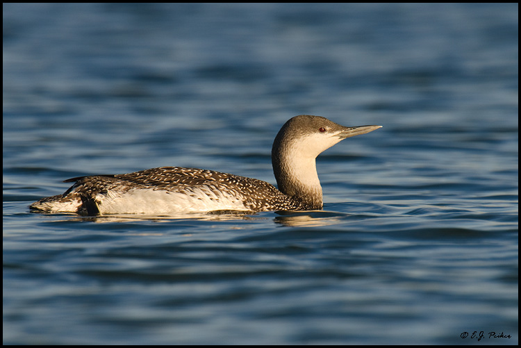 Red-throated Loon, Los Angeles, CA