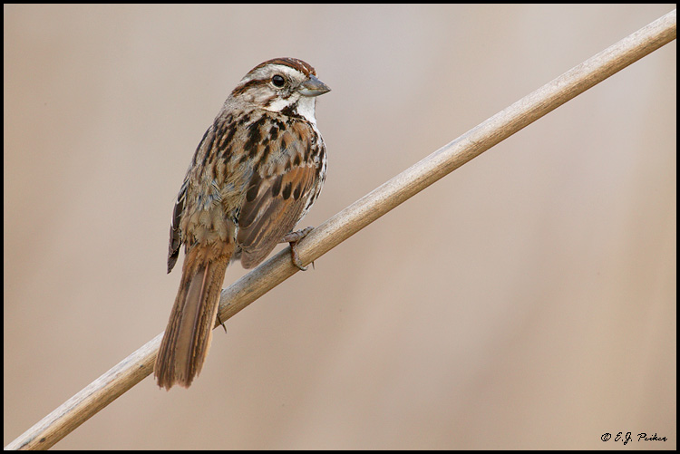 Song Sparrow, Irvine, CA