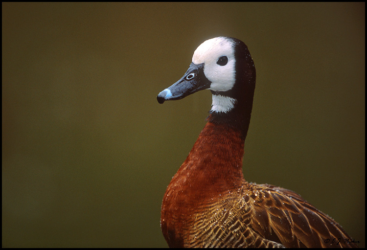 White-faced Whistling Duck, San Diego, CA