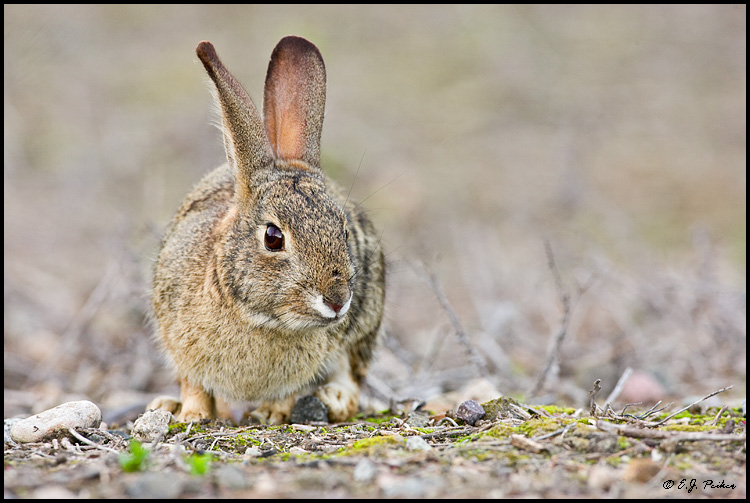 Cottontailed Rabbit, Irvine, CA