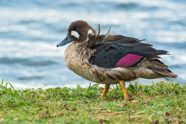 Bronze-winged Duck, Chile