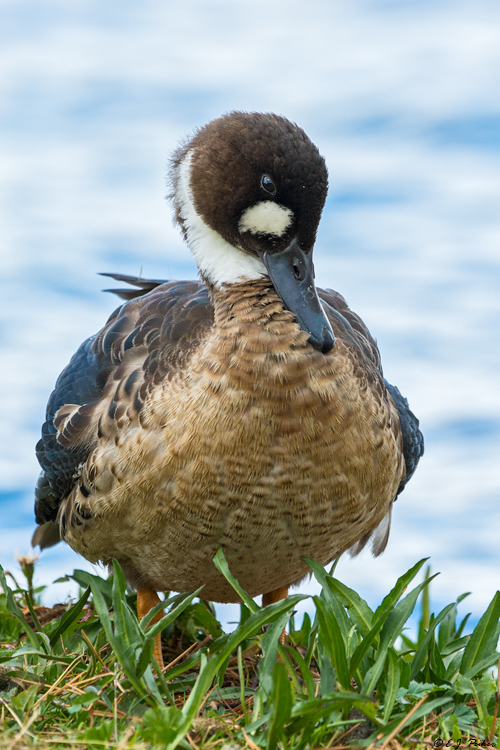 Bronze-winged Duck, Chile