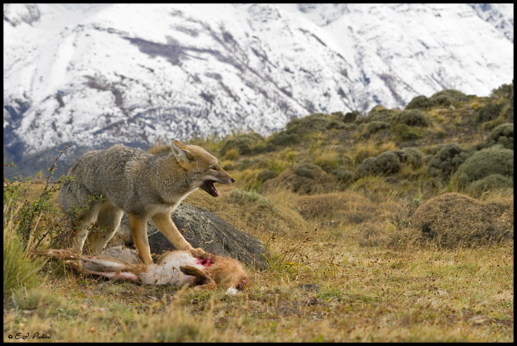 Patagonian Gray Fox, Torres del Paine