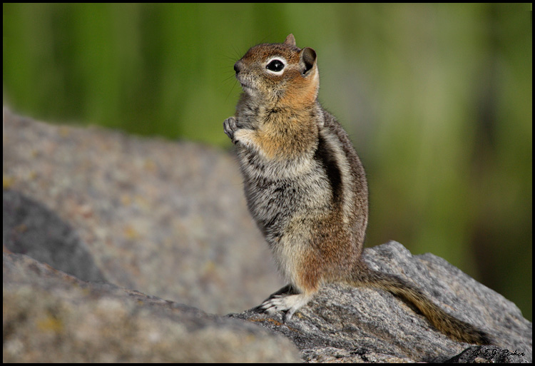 Golden-mantled Squirrel, Rocky Mountain NP
