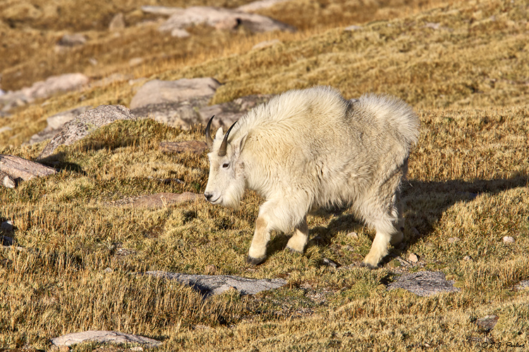 Mountain Goat, Mount Evans, CO