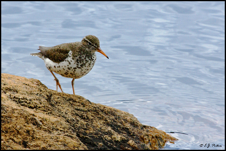 Spotted Sandpiper, Rocky Mountain NP, CO