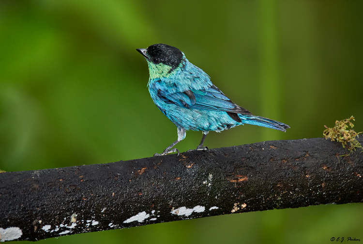 Black-capped Tanager, Ecuador