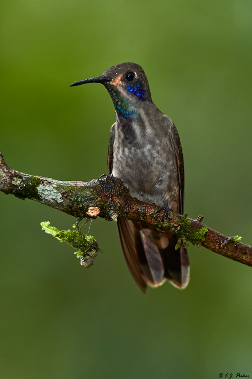 Brown Violetear, Ecuador