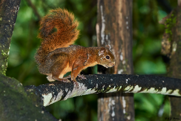 Red-tailed Squirrel, Ecuador