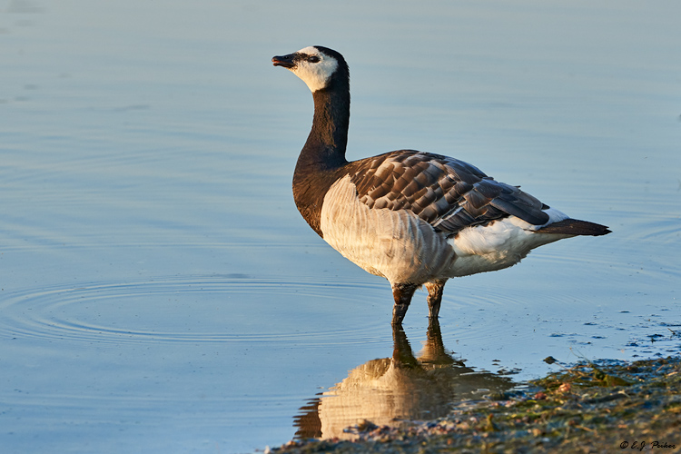 Barnacle Goose, Finland