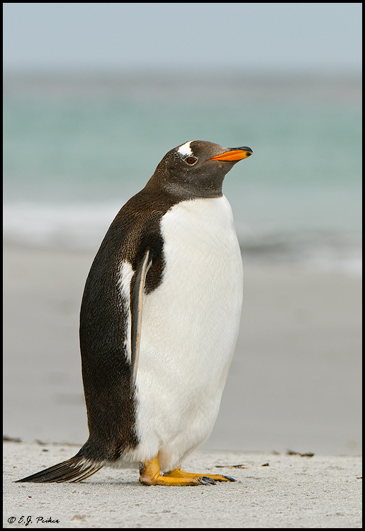 Gentoo Penguin, Falkland Islands