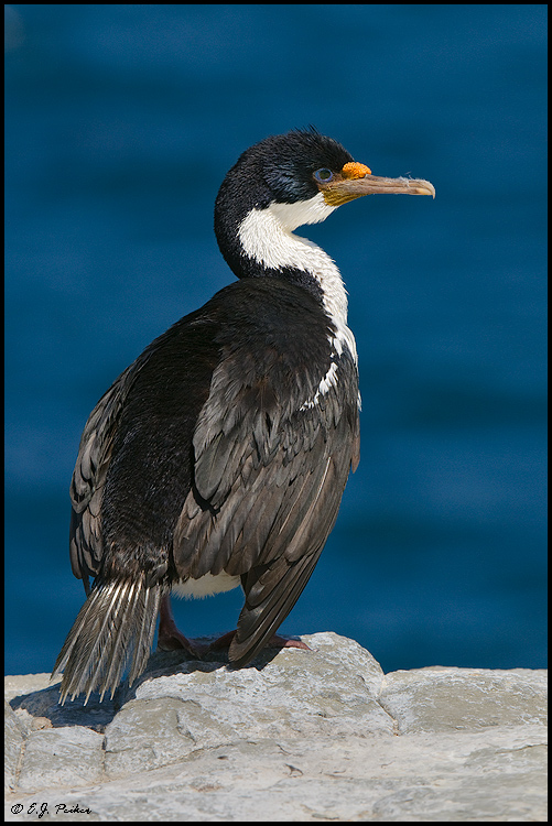 King Cormorant (Imperial Shag), Falkland Islands