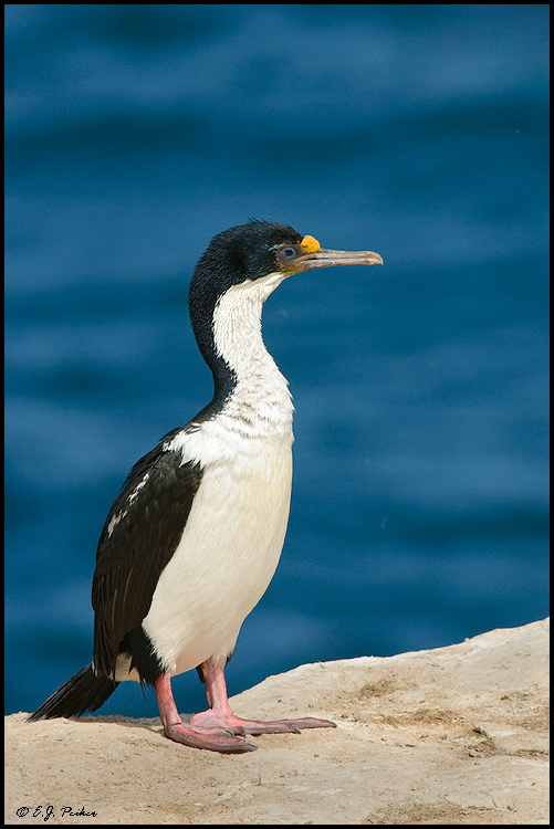 King Cormorant (Imperial Shag), Falkland Islands