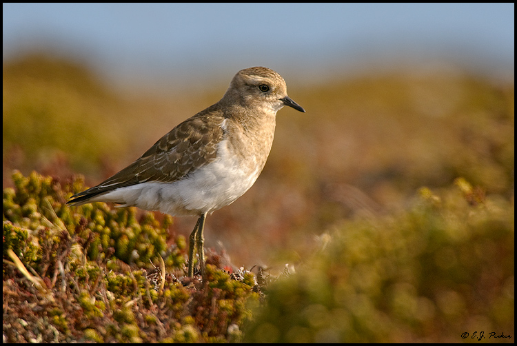 Rufous-chested Dotterel, Falkland Islands