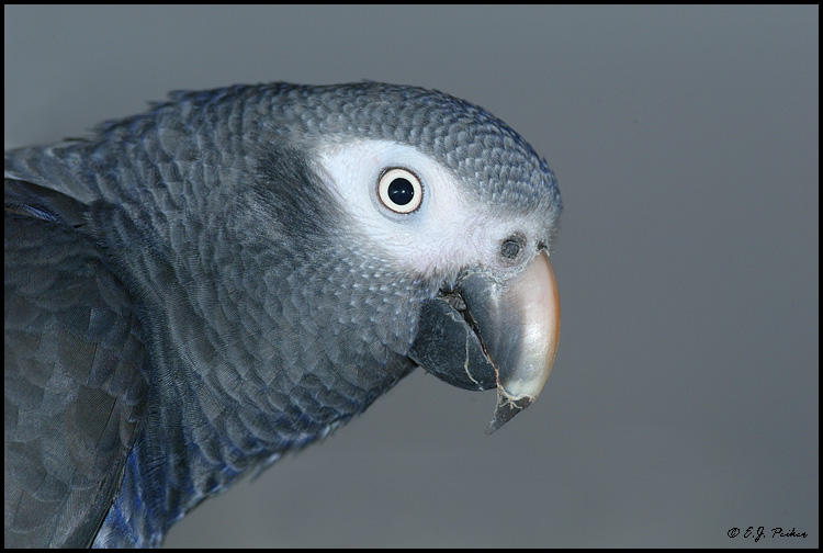 African Gray Parrot (captive)