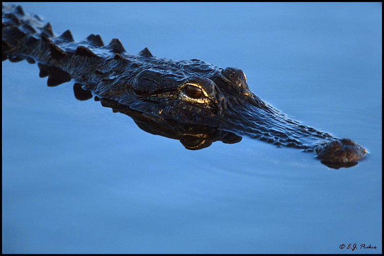 Alligator, Everglades, FL