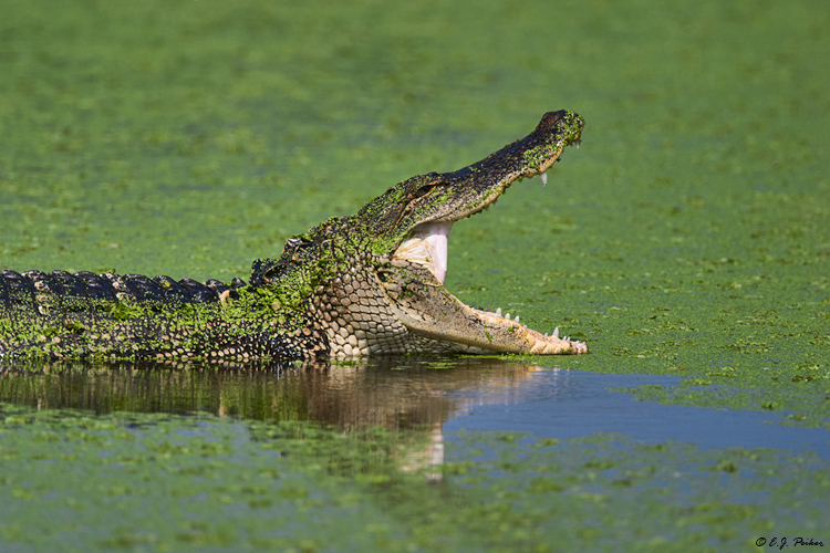 American Alligator, Wakodahatchee, FL