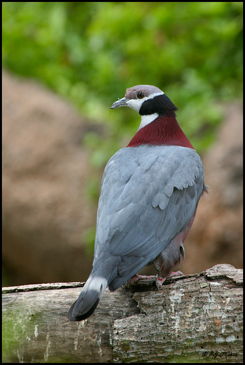 Collared Imperial Pigeon, Miami, FL