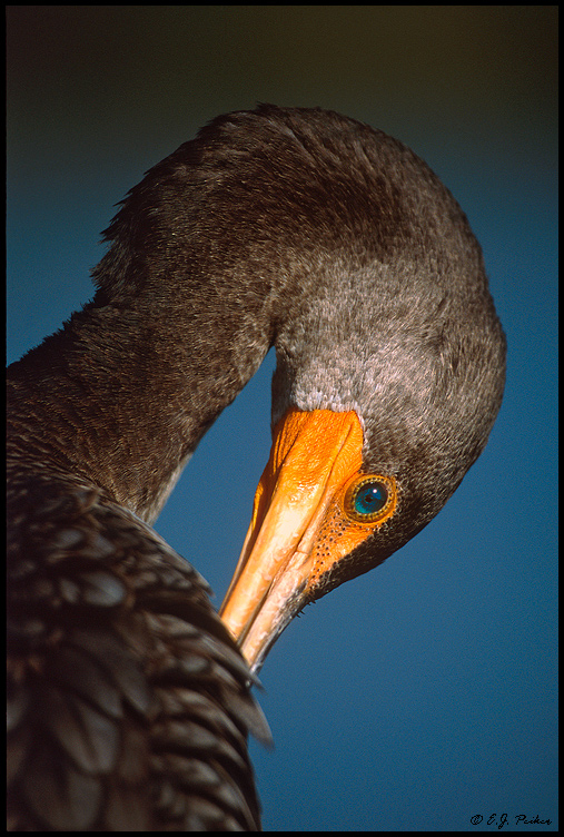 Double-crested Cormorant, Everglades NP, FL