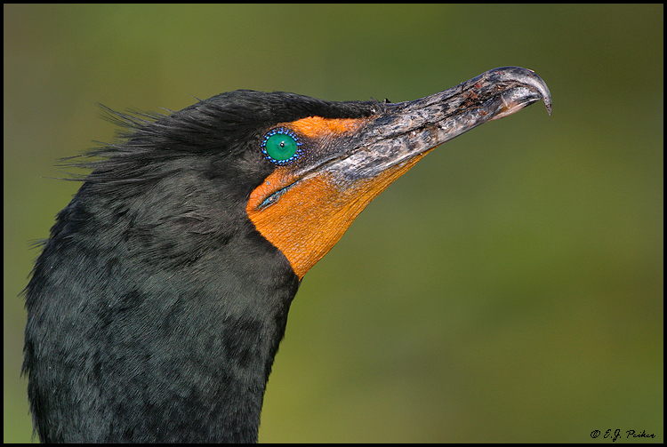 Double-crested Cormorant, Everglades NP, FL