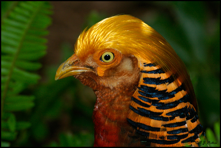 Golden Pheasant, Miami, FL