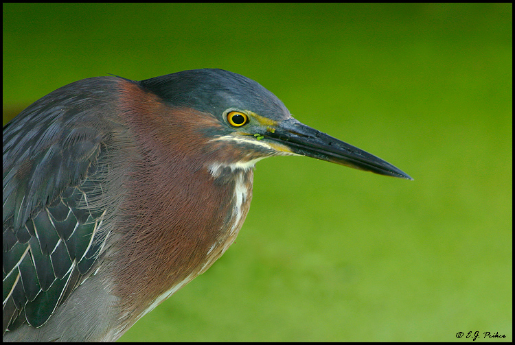 Green Heron, Wakodahatchee, FL