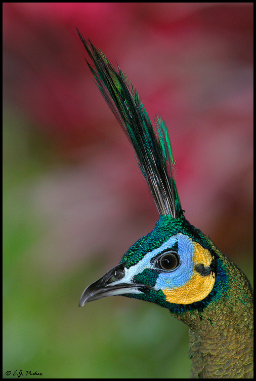 Green Peafowl, Miami, FL