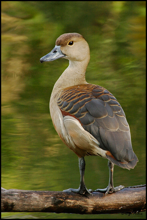 Lesser Whistling Duck, Miami, FL