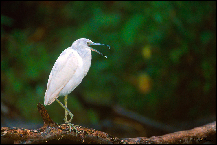 Little Blue Heron, Corkscrew Swamp, FL