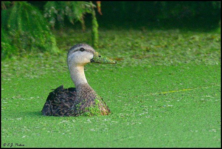 Mottled Duck, Wakodahatchee, FL
