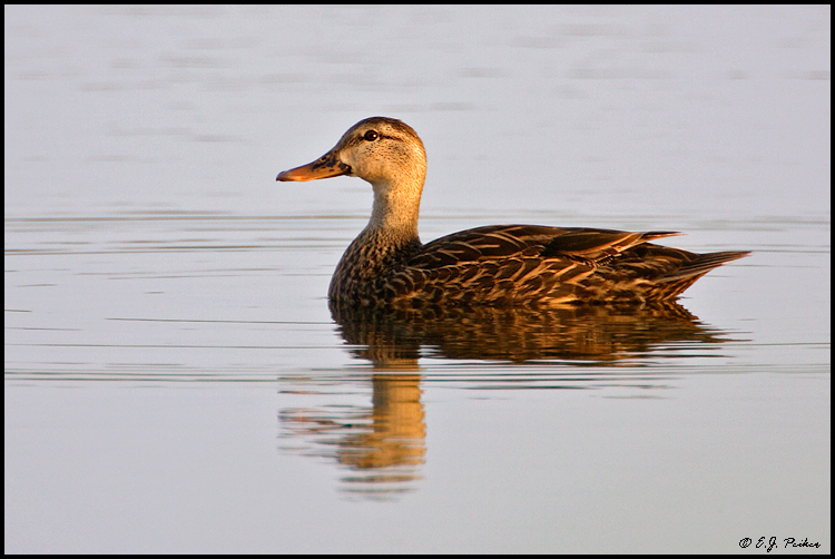 Mottled Duck, Merritt Island NWR, FL