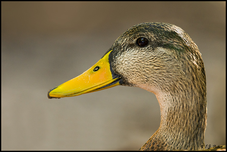 Mottled Duck, West Palm Beach, FL