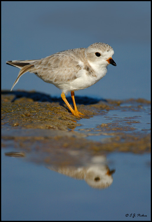 Piping Plover, Ft. Myers, FL