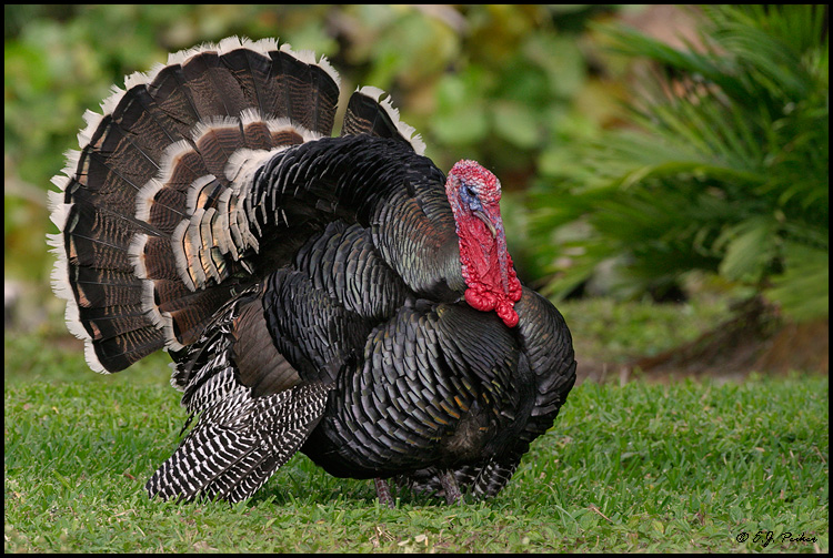 Wild Turkey, Key Biscayne, FL