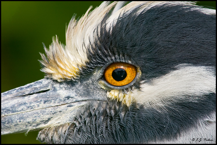 Yellow-crowned Night Heron
