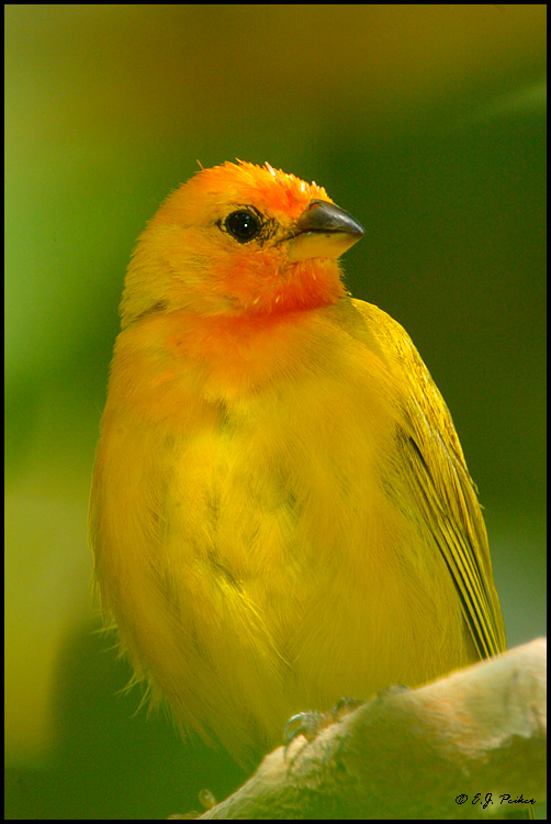 Saffron Finch, Hawaii