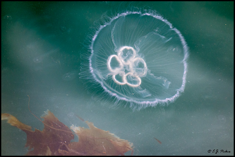 Jellyfish, Iceland