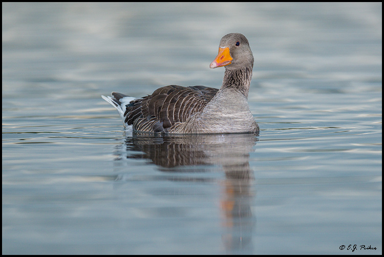 Graylag Goose, Iceland