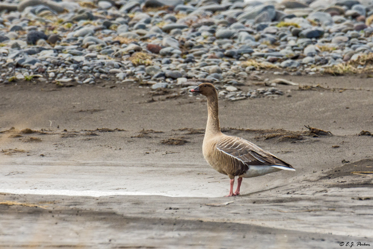 Pink-footed Goose, Nordurland, Iceland