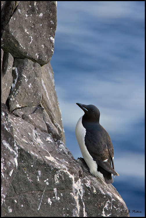 Thick-billed Murre, Iceland