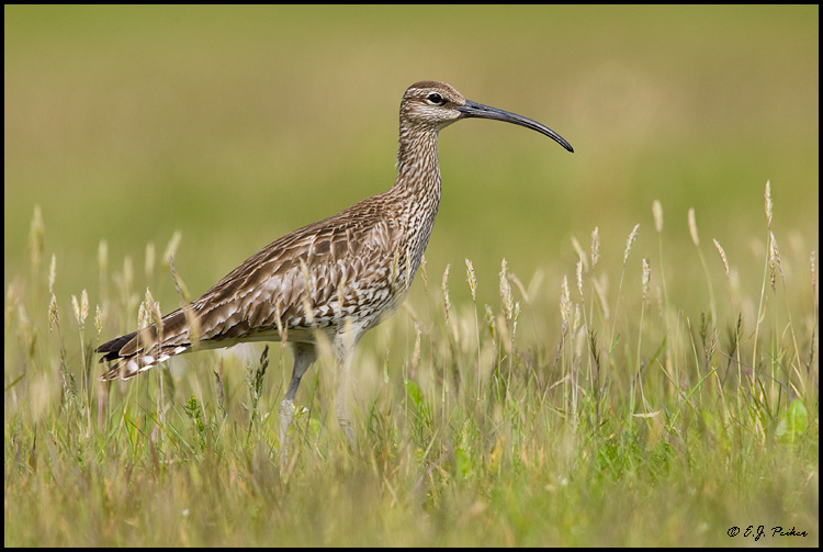 Whimbrel, Iceland