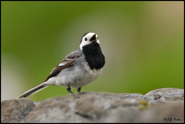 White Wagtail, Iceland