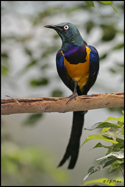 http://www.ejphoto.com/images_IL/IL_GoldenBreastedStarling01.jpg