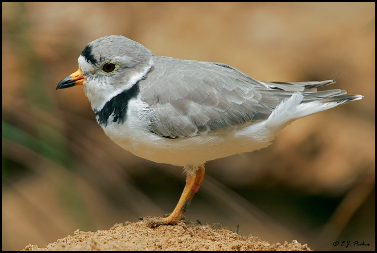 Piping Plover, Chicago, IL
