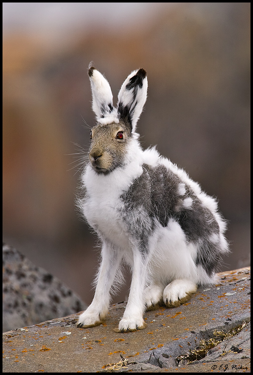 Arctic Hare, Churchill, MB