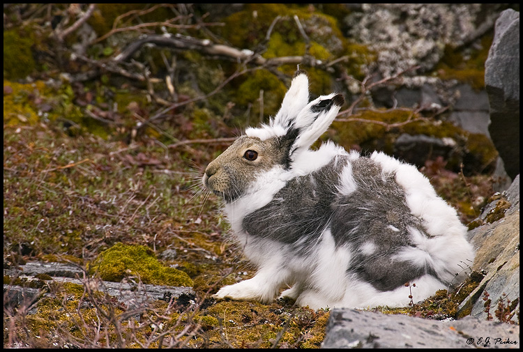 Arctic Hare, Churchill, MB