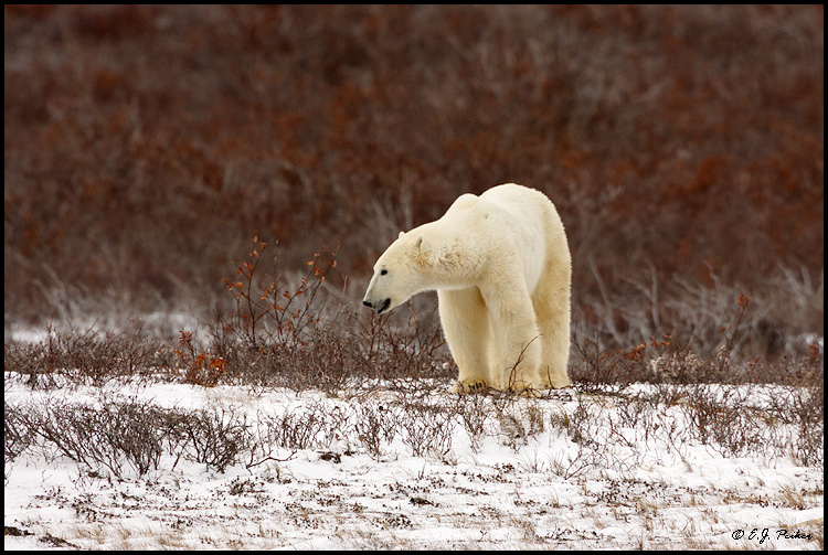 Polar Bear, Churchill, MB