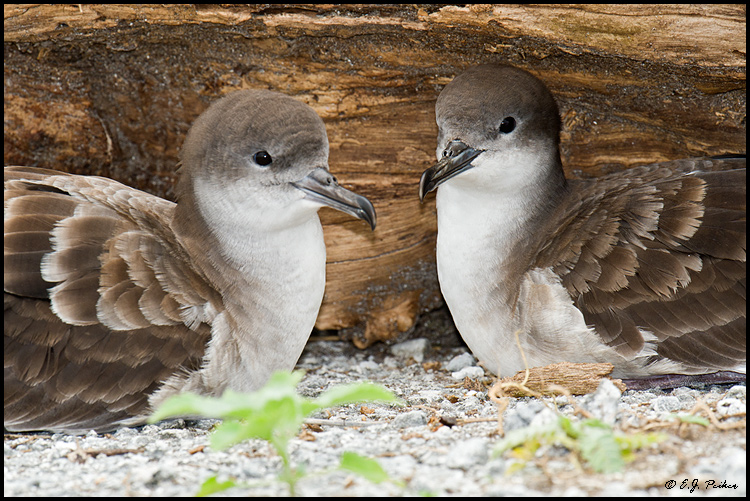 Wedge-tailed Shearwater, Midway Atoll