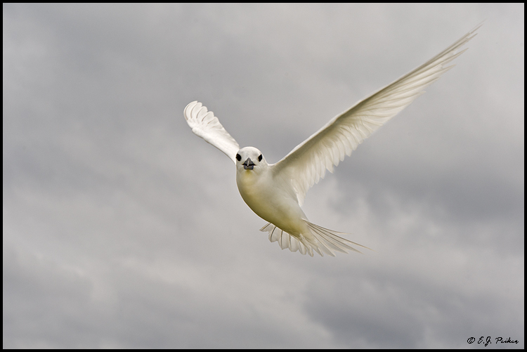 White (Fairy) Tern, Midway Atoll